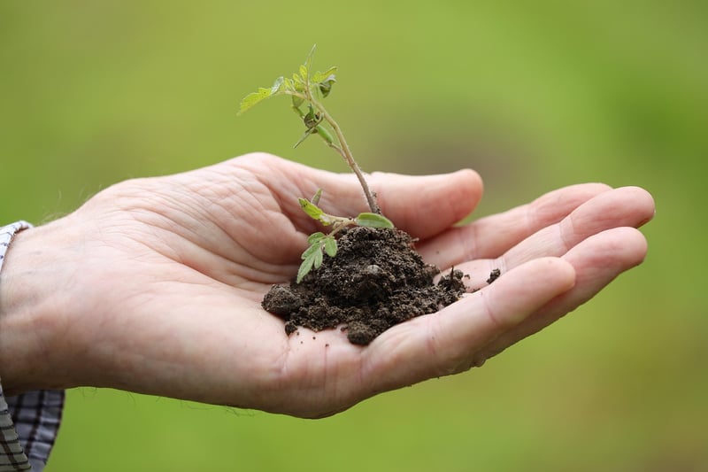 Transplanting Tips