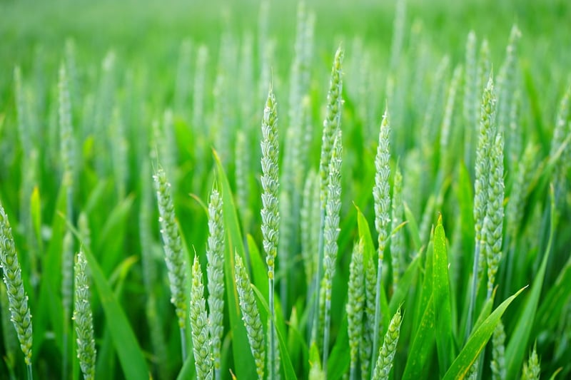 Crop Rotation